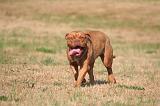 DOGUE DE BORDEAUX 431